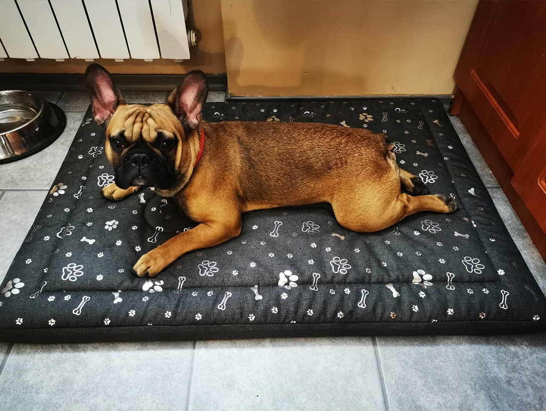 Vodeodolný matrac pre psov 60x70 HNEDÝ 5cm vata